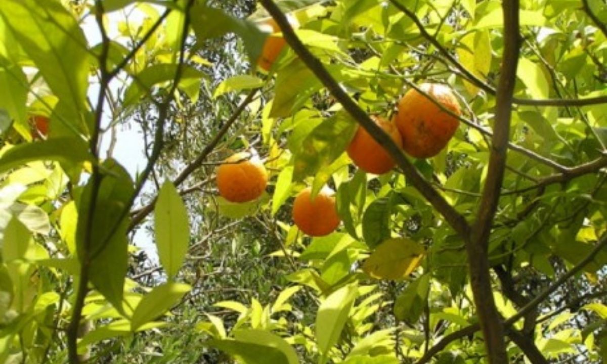 Oranges amères mûrissant sur un arbre parmi les feuilles